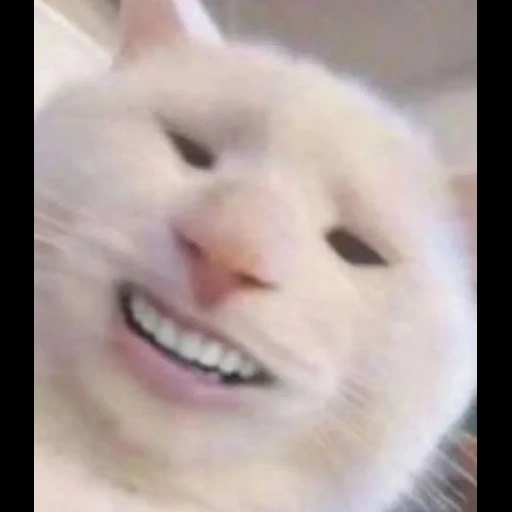 seal, a cat with teeth, the smile of a cat, meme disk, human smiling cat