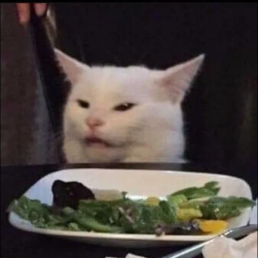 gatto, i gatti sono insoliti, meme cat al tavolo, meme di gatti con verdure, i gatti carini sono divertenti