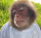 primate, обезьяну, joinchat, обезьянки, кизикарли видеолар 2018