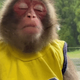 ʕ ᴥ ʔ, collaborazione, ragazzo, scimmie divertenti, la scimmia è intelligente a sinistra