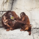 orangon, macaco orangotango, pequeno orangotango, sumatransky orangetan, gorila orangotango juntos