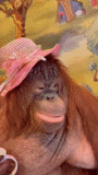 child, a monkey, orangan, monkey orangutang, monkey of the orangutan breed