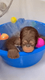 bacia de macaco, cub de macaco, baby orangetang, macacos caseiros, bebê orangotango