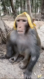 toque, un singe, singe makaku, le singe est grand, un petit singe
