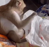 un mono, mono makaku, animales divertidos, monos divertidos, mono mono