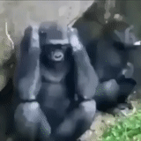 vidéo, tricheur, gorille, regarder en ligne, le singe est en zig