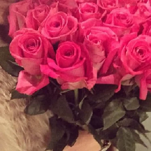 розовые розы, букет розовых роз, роза эквадор топаз, цветы красивые розы, эквадорские розовые розы