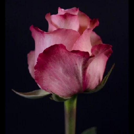 роза дип перпл, роза дип ватер, роза эквадор эден, роза арт деко эквадор, роза эквадор свитнесс