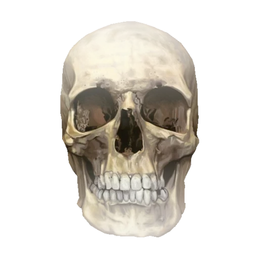 черепа, кости черепа, лицевой череп, череп человеческий, лобная кость черепа