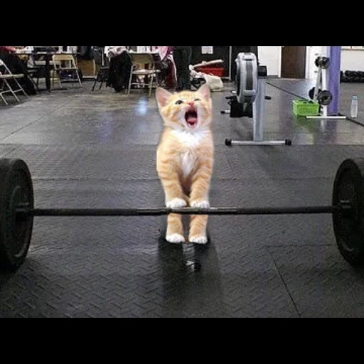 кот качок, посвящённый, kulgili vidio, тяжёлая атлетика, пропустил тренировку