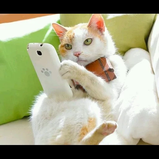 cat, кот, кошка телефоном, кошка мобильником, животные домашние
