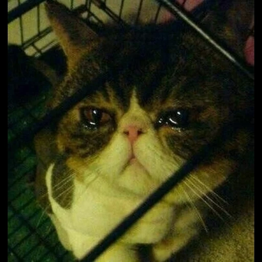 кот плачет, грустный кот, плачущие коты, плачущие коты мемов, кот заплаканными глазами