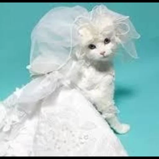 кошка платье, коты свадебных нарядах, кошка свадебном платье, кошки свадебных нарядах, серая кошка свадебном платье