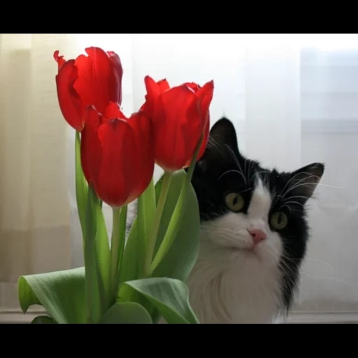 кошка, кот цветы, кот тюльпанами, кот нюхает тюльпаны, кот тюльпанами пороге
