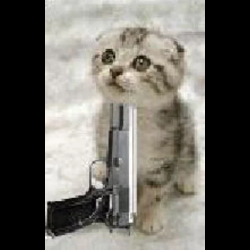 кошка, кот пистолетом, животные милые, котенок оружием, кошка застрелилась