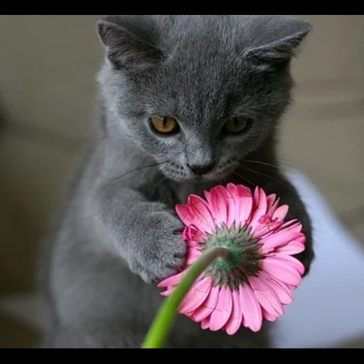кошка, кошки, серая кошка, кот цветами, котята цветы