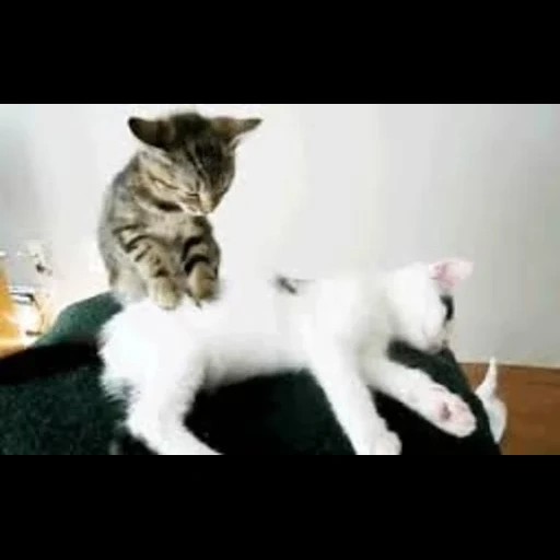 кот, кошка, cat massage, смешные коты