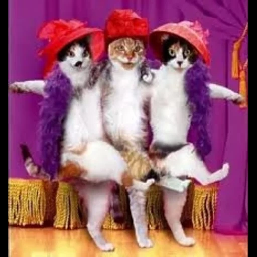 кот, кошка, праздники, танец кошки, смешные кошки