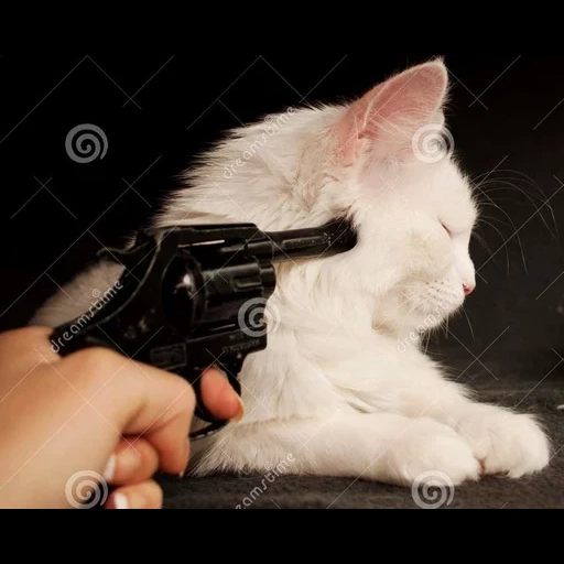 кот, кот ружьем, кот пистолетом, котенок пистолетом, на котика направили пистолет