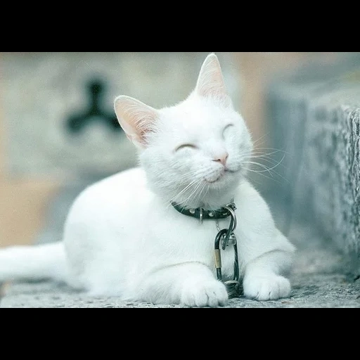 кошка, белая кошка, широнеко кот, довольный кот, счастливый кот