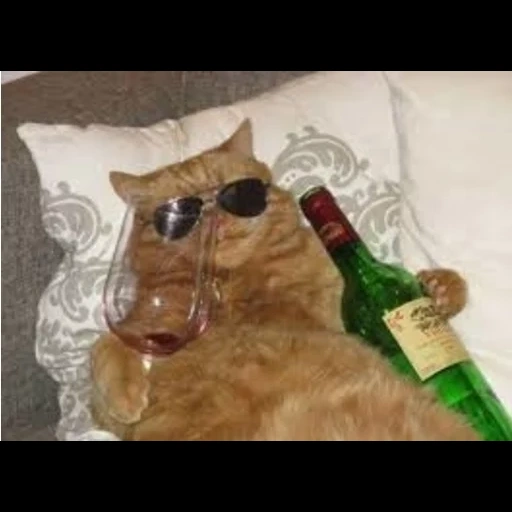 пьяный кот, кот бутылкой, смешные коты, смешные кошки, смешной кот бутылкой
