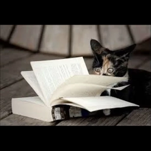 кот, ученый кот, кот книгой, кот книжкой, читающий кот