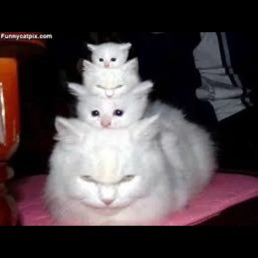 кот, кошки, котик, кошка белая, смешные котики
