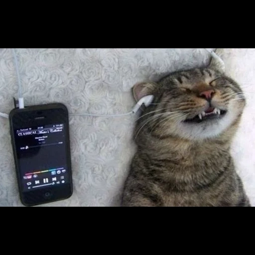 кот, смех до слёз, кот по кайфом, кот мобильником, кошки прикольные