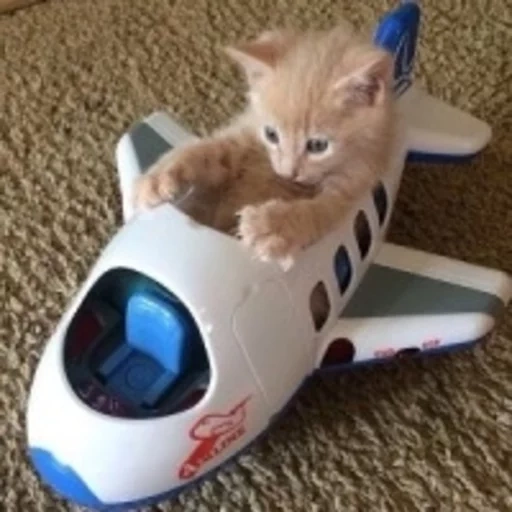 кот самолет, смешные зверюшки, котенок самолете, забавные животные, смешные милые котики