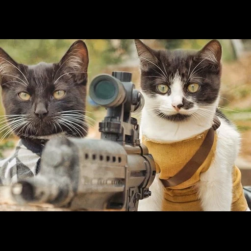 cat, кот, боевой кот, боевые коты, коты против зомби
