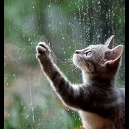 под дождем, коты дождь, кот под дождем, кошка под дождем, котик под дождем