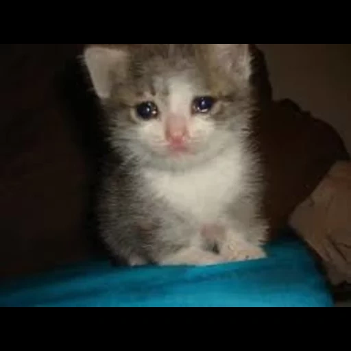 котик слезами, плачущие коты, плачущий котик, плачущий котенок, котенок грустный
