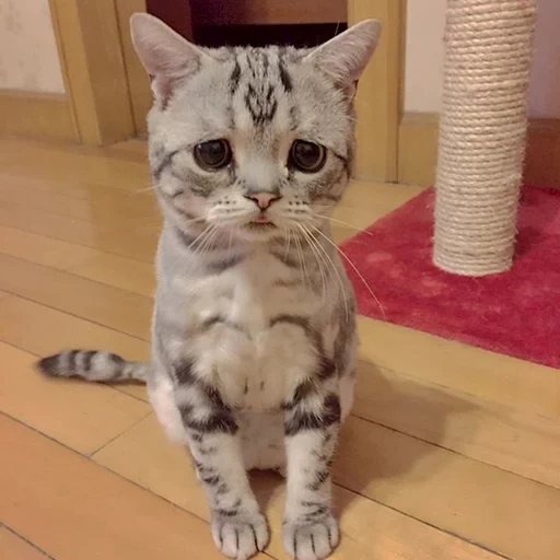 грустный кот, грустный котик, грустная кошка, расстроенный кот, самый грустный кот