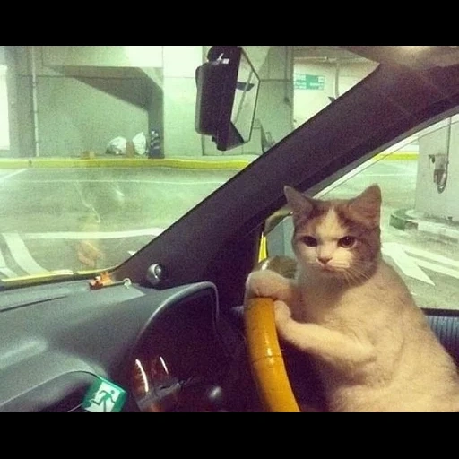 кот, за рулём, кот таксист, кот за рулем, котик за рулем