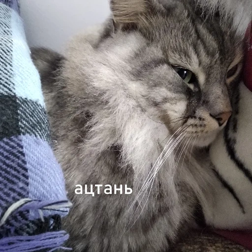 gatto, gatti, un gatto, animale di gatto, cat siberiano