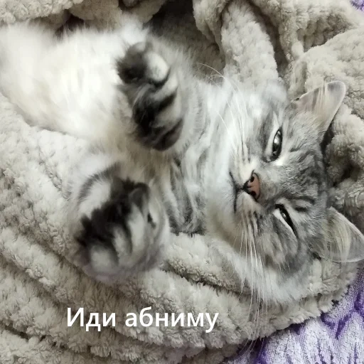 кот, кошка, котики, кот пора, животные кошки