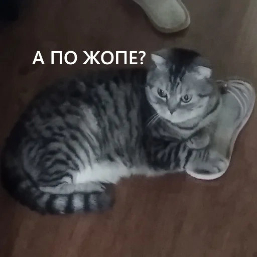 кот, кошка, котики, кошечка, домашний кот