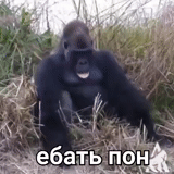горилла, мем горилла, горилла бухает, пьяная горилла, большая горилла
