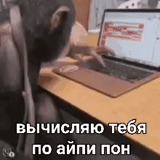 обезьяна, обезьяна за компом, обезьяна за ноутбуком, обезьяна за клавиатурой, обезьяна спит за компьютером
