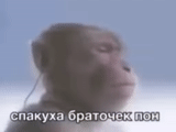 обезьяна, смешные обезьяны, обезьяна плеером, обезьяна маленькая, обезьяна наушниками мем