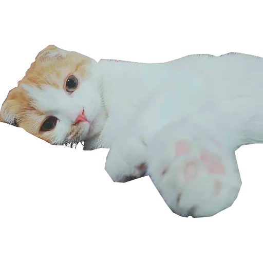 игрушка кот, мягкая игрушка кот, кошка белая игрушка, мягкая игрушка котенок, интерактивная игрушка морской котик sugar