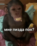 обезьяна, обезьянки, обезьяна макака, домашняя обезьяна, обезьянки домашние