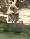 обезьяна, смешные обезьяны, обезьяна бананом, маленькая обезьяна, обезьяна ест банан