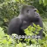горилла, ботаник, горилла мем, горилла кушает, горилла обезьяна