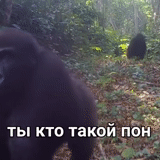 горилла, черная горилла, горная горилла, горилла тропик, горилла чиманука