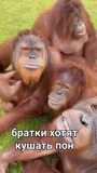 орангутан, орангутанги, две обезьянки, обезьяна орангутанг, детеныш орангутанга