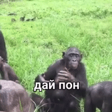 прикол, шимпанзе, самка шимпанзе, самец шимпанзе, шимпанзе бонобо спариваются