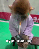 кот, смешные обезьяны, обезьяна курит траву, курящая обезьяна мем, обезьяна курит сигарету