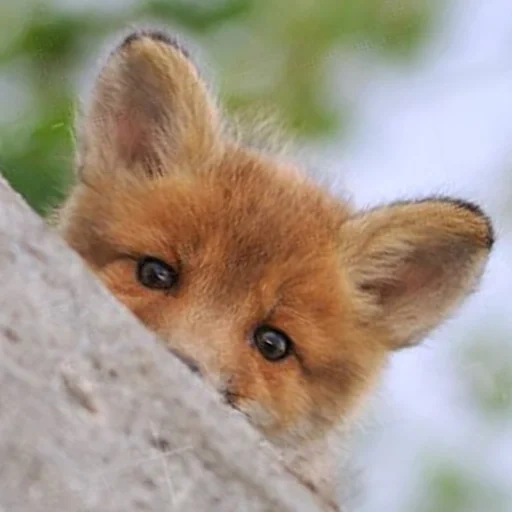 fox, gato, fox, nariz de zorro, fox bebé