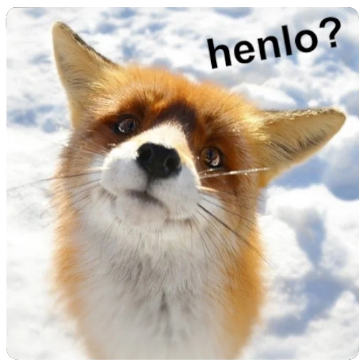 fox, fox, fox fox, fox red, olá raposa